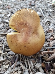 Hemileccinum