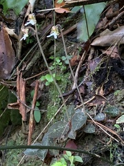 Anoectochilus formosanus