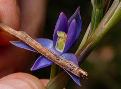 Thelymitra circumsepta