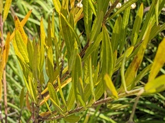 Gomphocarpus physocarpus