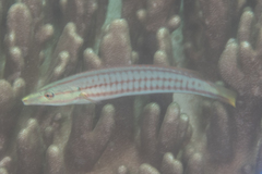 Hologymnosus doliatus