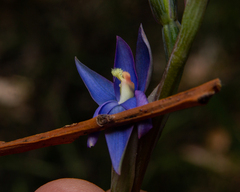 Thelymitra circumsepta