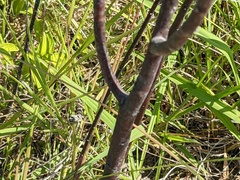 Gomphocarpus physocarpus