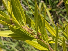 Gomphocarpus physocarpus