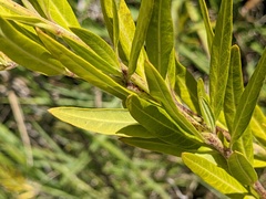 Gomphocarpus physocarpus