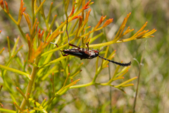 Distichocera maculicollis