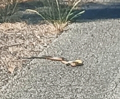 Notechis scutatus occidentalis