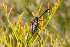 Distichocera maculicollis