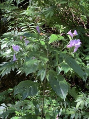 Strobilanthes cusia