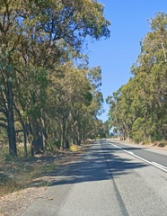 Notechis scutatus occidentalis