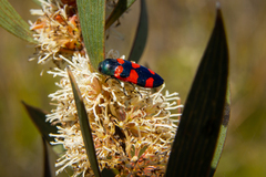 Castiarina