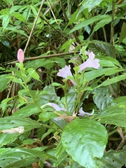 Strobilanthes cusia