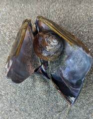 Mytilus californianus