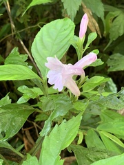 Strobilanthes cusia