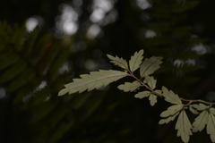 Fieldia australis