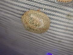Paropsis