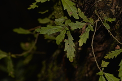 Fieldia australis