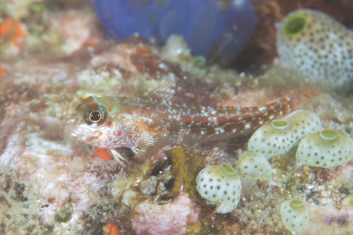 Randall's triplefin (Helcogramma randalli) — Tripterygiidae — 5