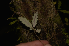 Fieldia australis