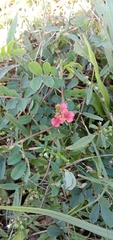 Indigofera hendecaphylla