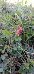 Indigofera hendecaphylla