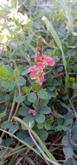 Indigofera hendecaphylla
