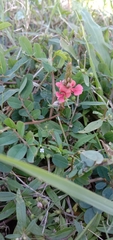 Indigofera hendecaphylla