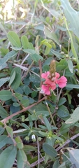 Indigofera hendecaphylla