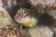 Nannosalarias nativitatis