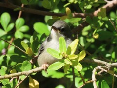 Apalis thoracica capensis