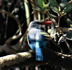 Halcyon senegaloides
