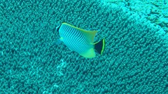 Chaetodon trifascialis