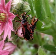 Rhynocoris iracundus