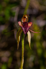 Caladenia tessellata