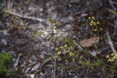 Drosera gigantea