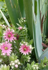 Rhynocoris iracundus