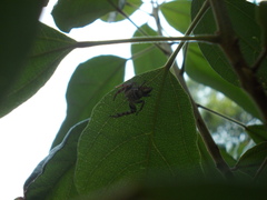 Opisthoncus quadratarius