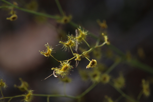 Image of Drosera gigantea by (c) Hugo Innes, some rights reserved (CC BY)