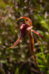 Caladenia tessellata
