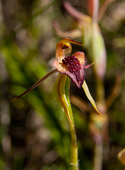 Caladenia tessellata