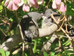 Apalis thoracica capensis