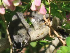 Apalis thoracica capensis