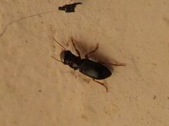 Harpalina