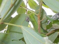 Opisthoncus quadratarius