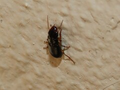 Harpalina