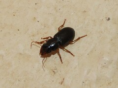 Harpalina