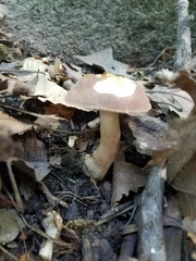 Gyroporus