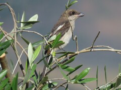 Lanius collaris collaris