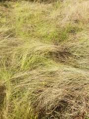 Schizachyrium tenerum