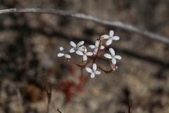 Stylidium pulchellum